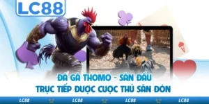 Đá Gà Thomo - Sàn Đấu Trực Tiếp Được Cược Thủ Săn Đón